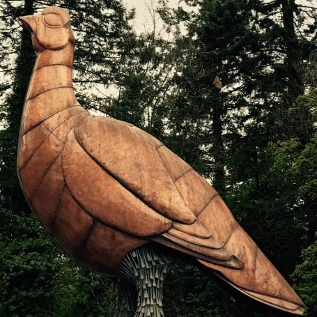 bird.jpeg